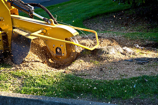 How Our Tree Care Process Works  in  Muleshoe, TX